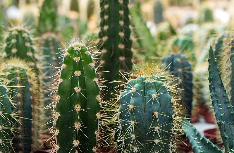 Cactus ransomware gang claims it stole 1.5TB of Schneider Electric data